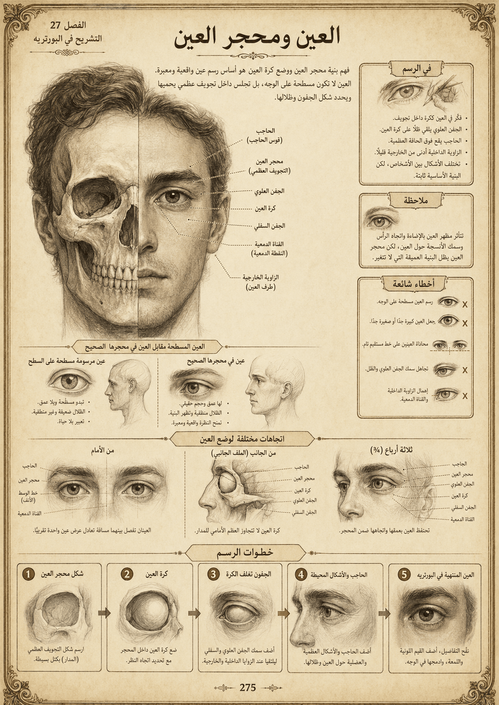 تشريح الفنان | الدليل الشامل لرسم الجمجمة والجسم الكامل - Isarttools