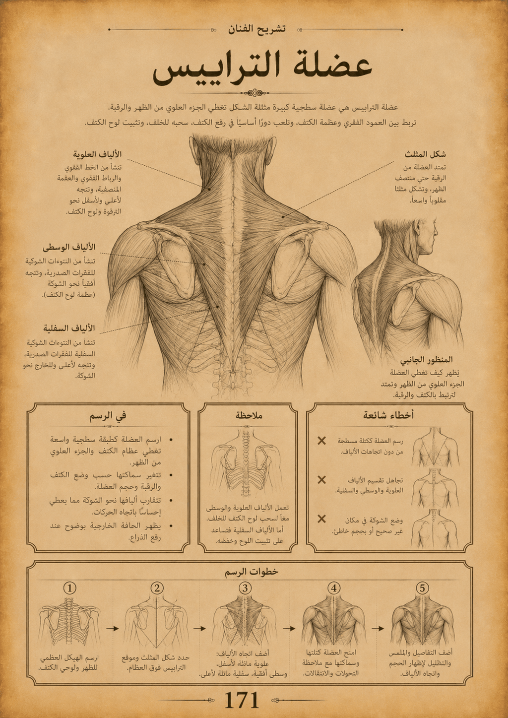 تشريح الفنان | الدليل الشامل لرسم الجمجمة والجسم الكامل - Isarttools